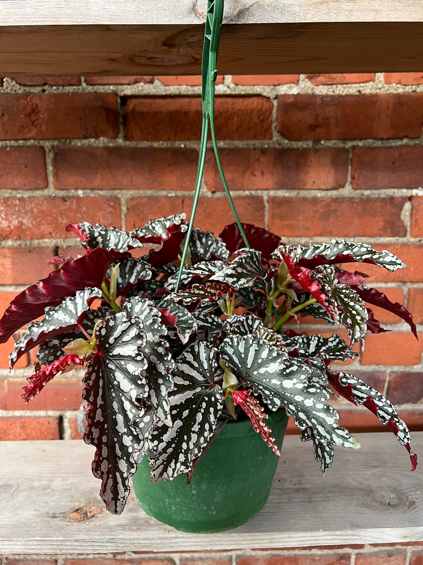 Begonia 'Spotlight Dark' - 4.5" Pot