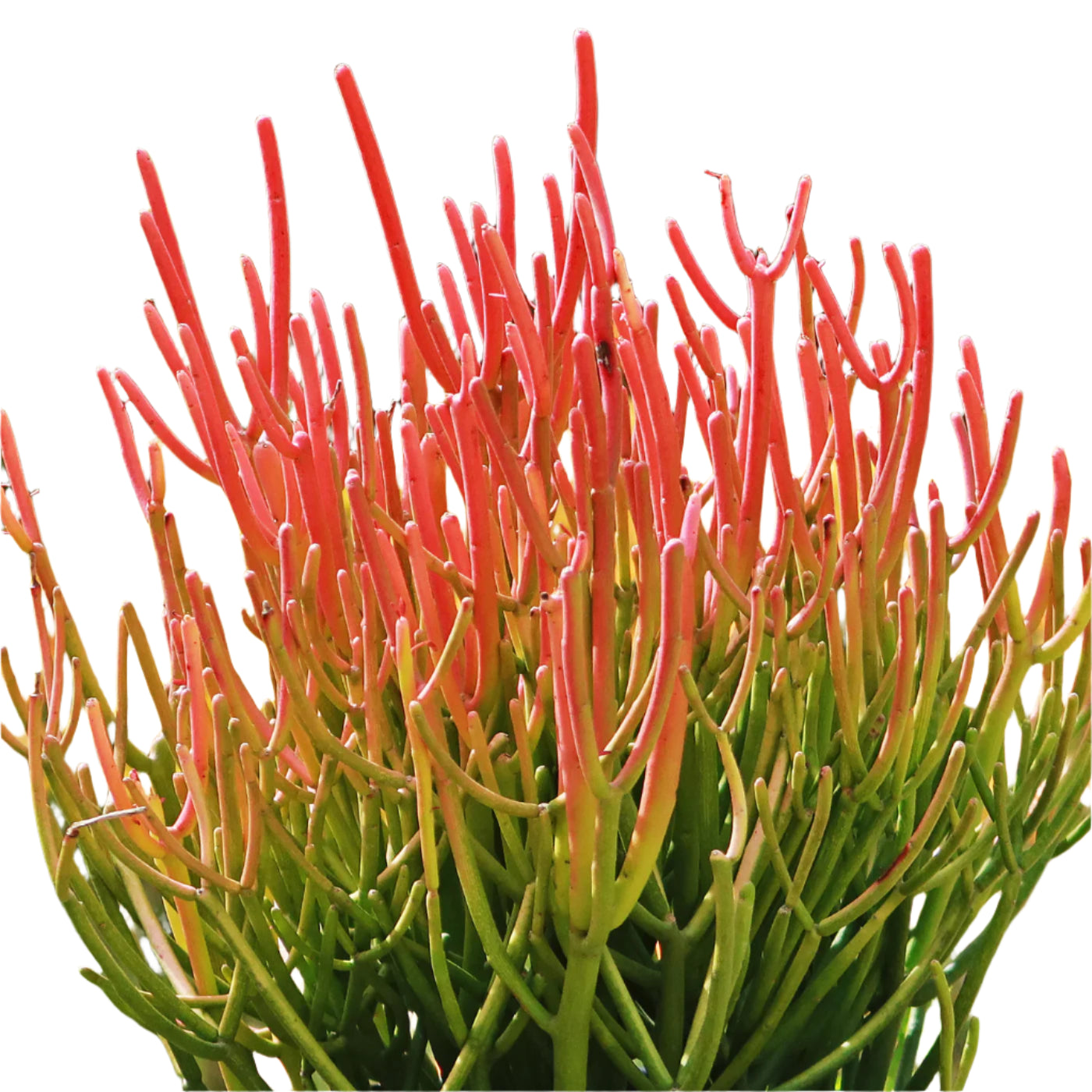 Euphorbia Tirucalli 'Sticks of fire'
