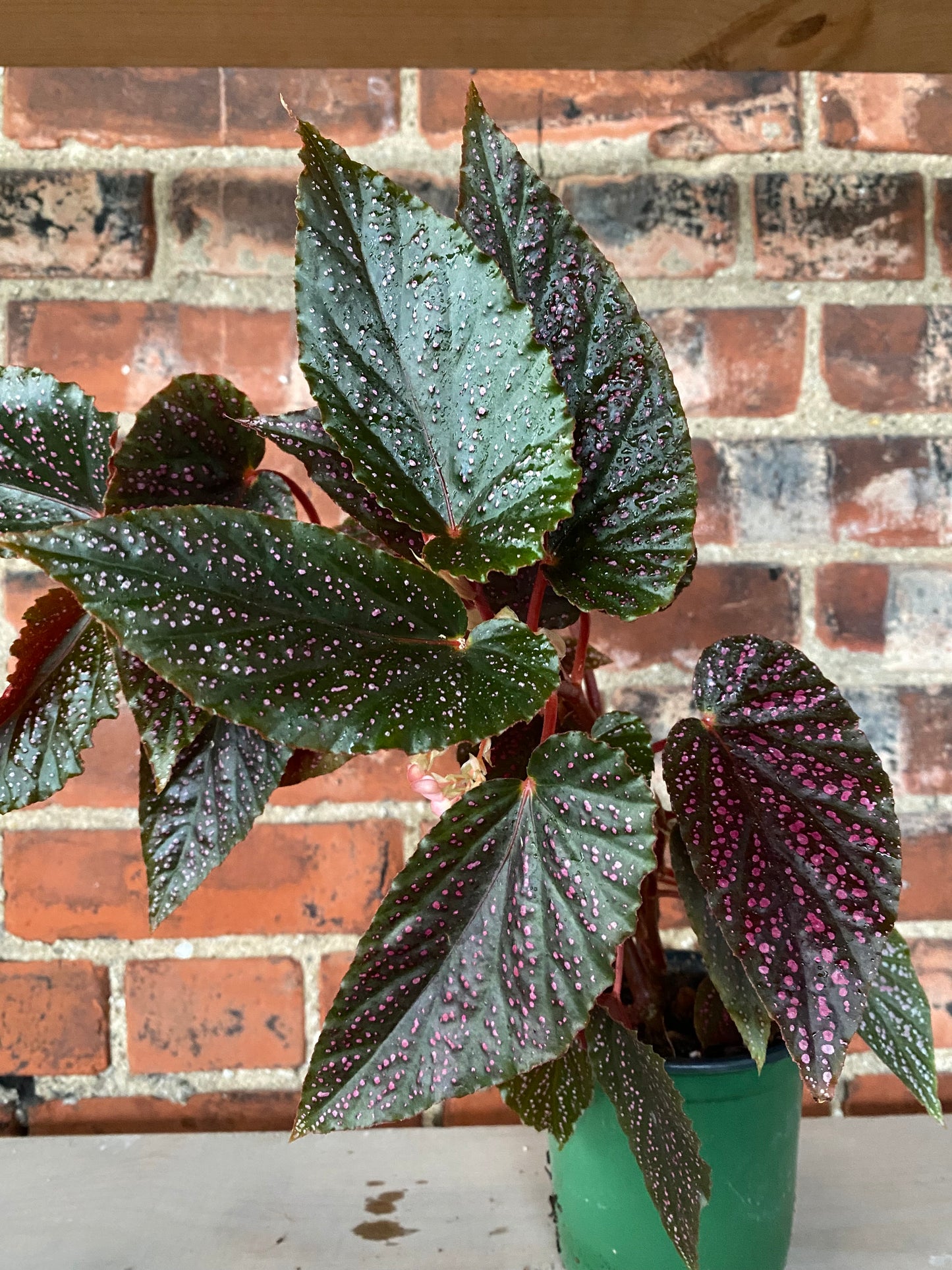 Begonia maculata 'Pink Spot'