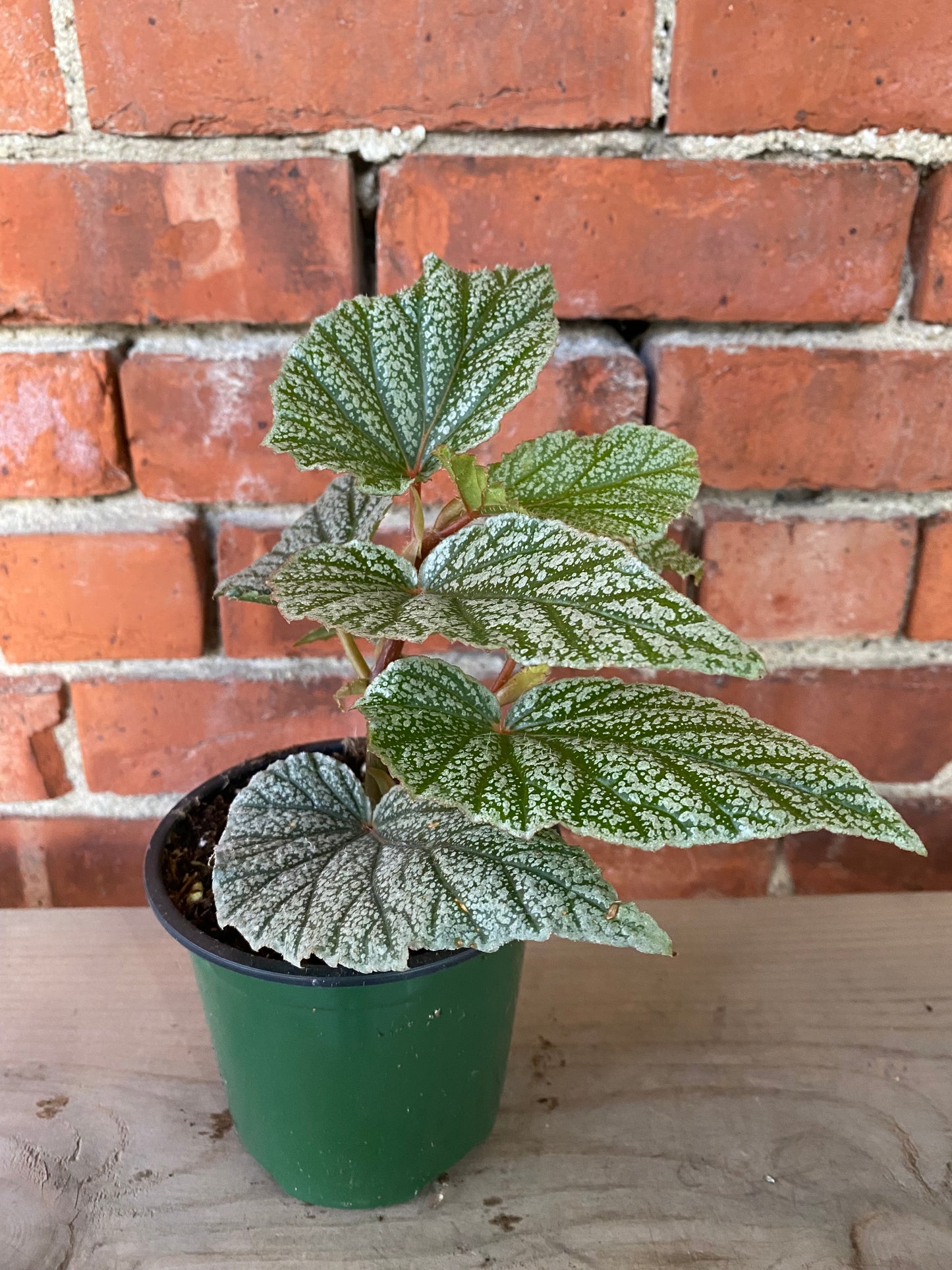 Begonia ‘Snow Capped’