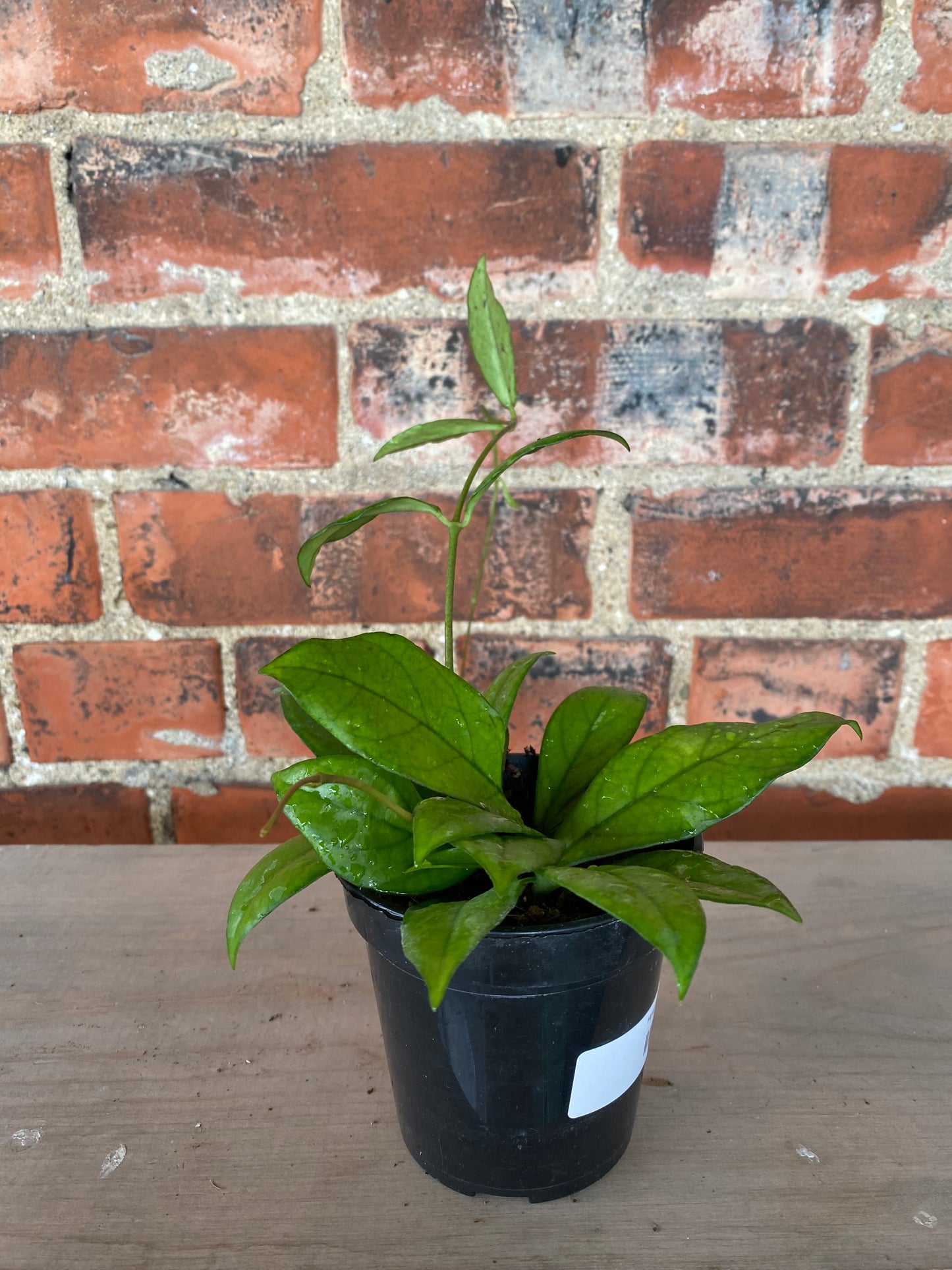 Hoya crassiopetiolata