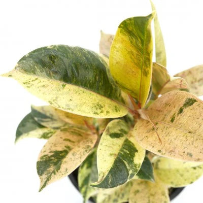 Ficus Elastica 'Shivereana Moonlight'