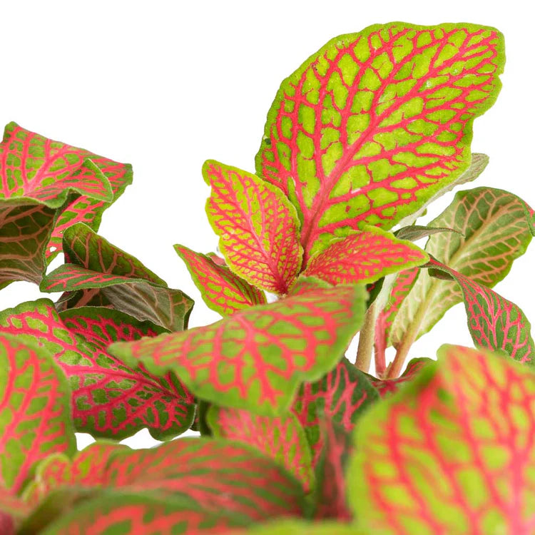 Fittonia ‘Skeleton Nerve Plant’