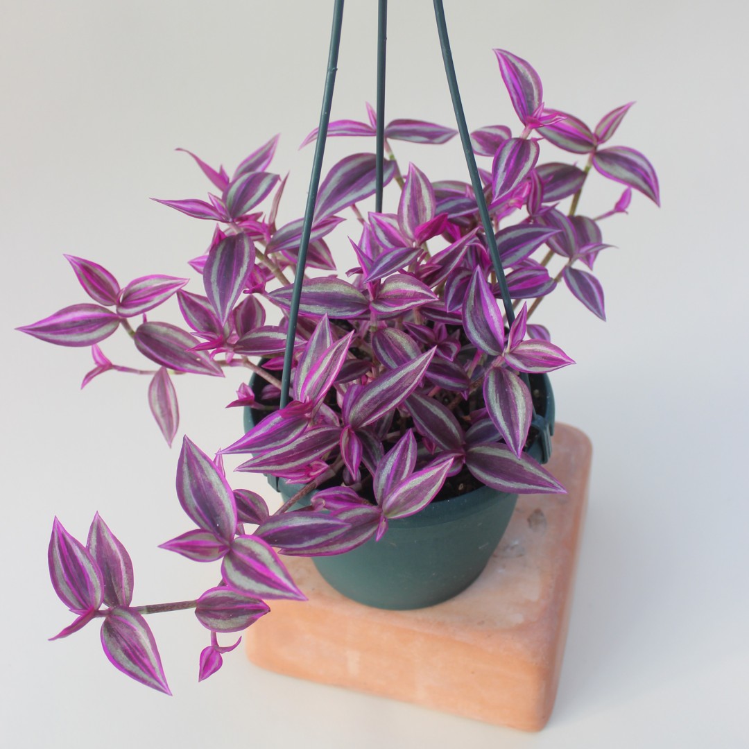 Tradescantia zebrina 'Pink Paradise' – Snakeroot Botanicals