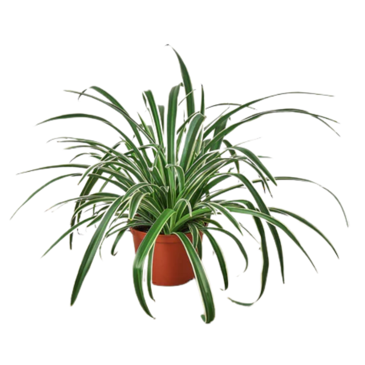 Chlorophytum Comosum ‘Reverse Spider Plant’