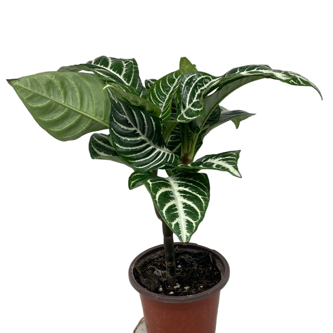 Aphelandra 'Zebra Plant'
