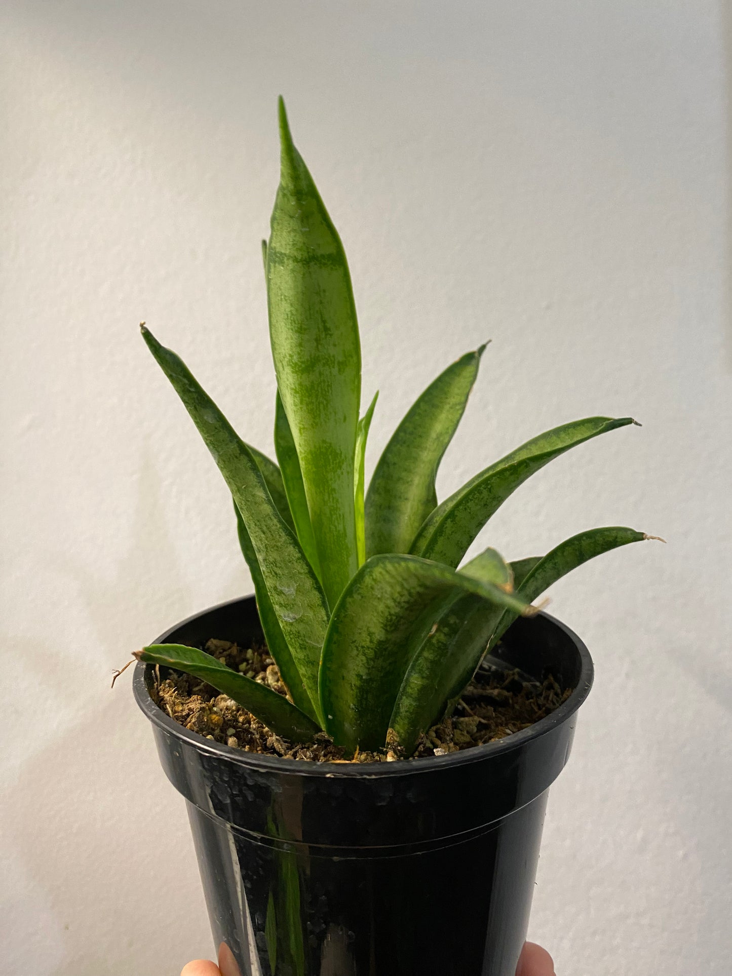 Sansevieria 'Lilliput'