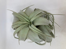 Load image into Gallery viewer, Air Plants - Assorted
