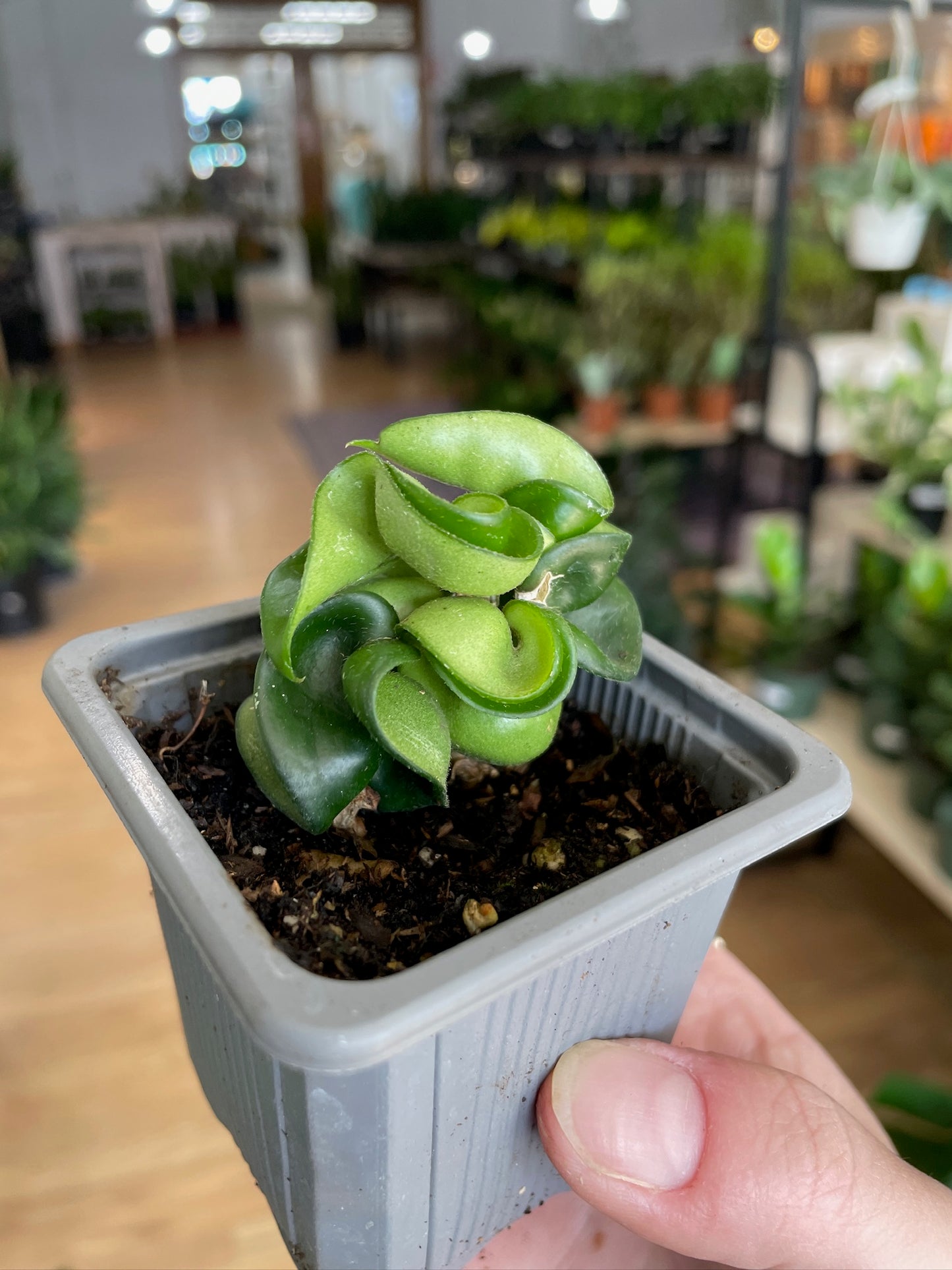 Hoya carnosa compacta ‘Hindu Rope Plant’