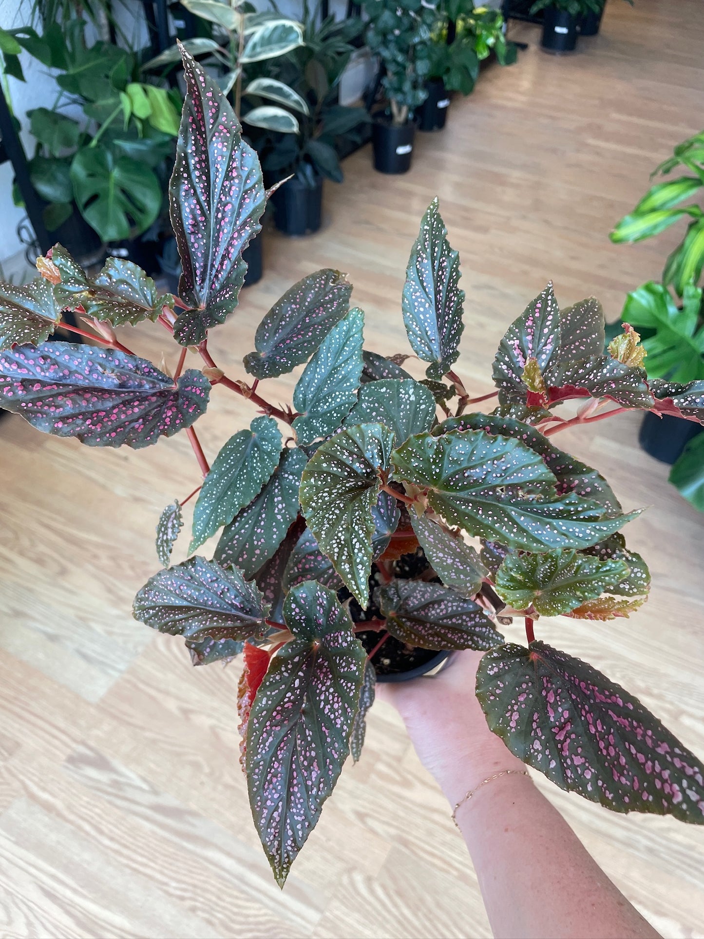 Begonia maculata 'Pink Spot' - 4.5" Pot