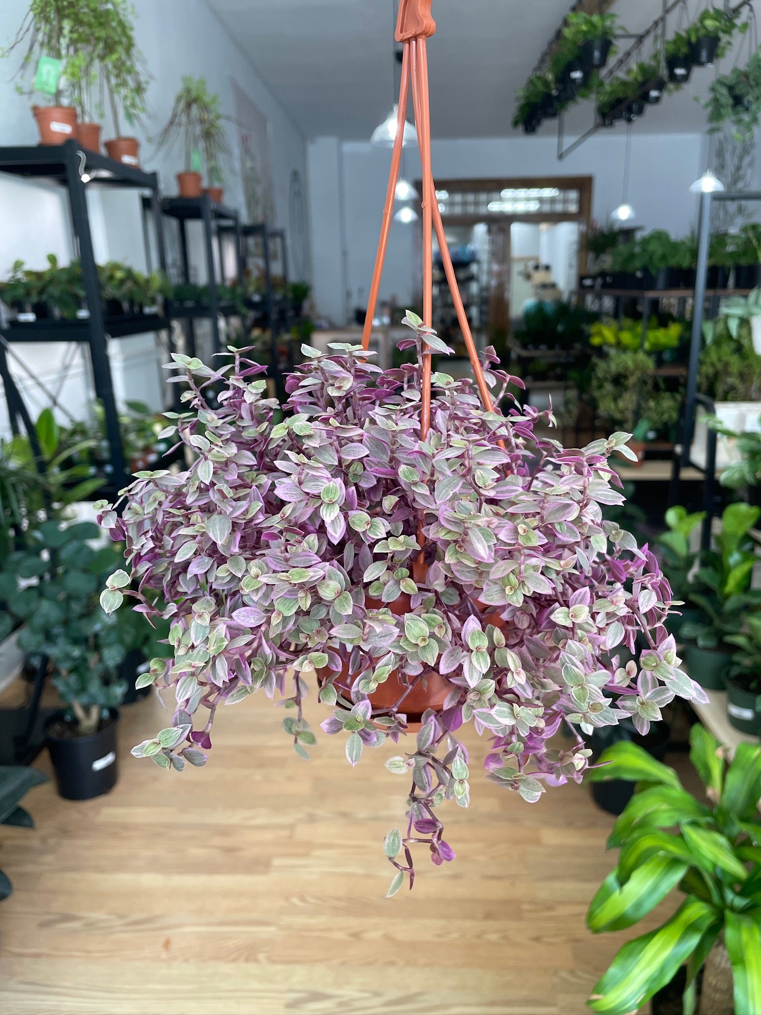 callisia repens pink lady succulent Callisia repens 'Pink Panther' – Snakeroot Botanicals