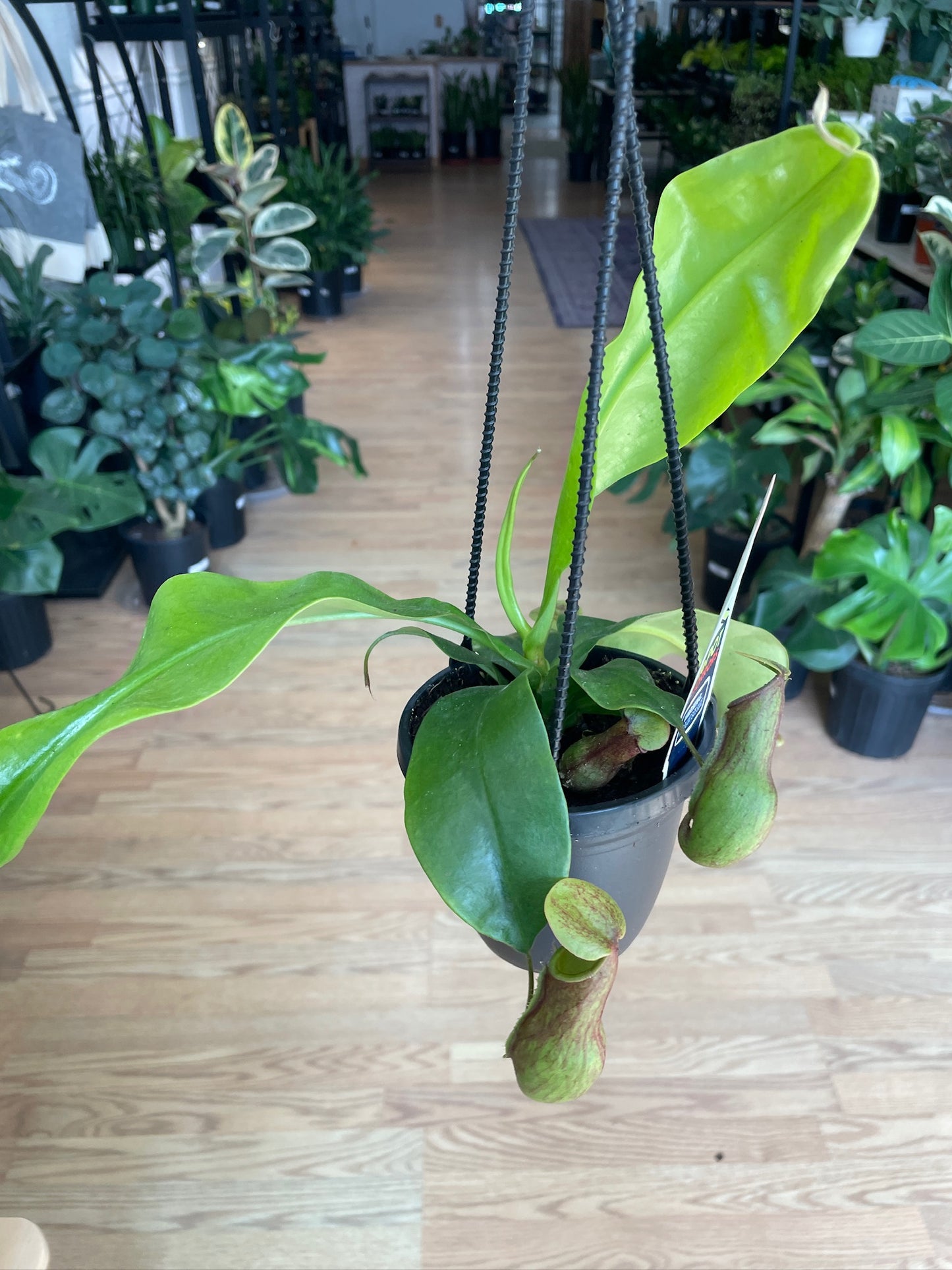 Nepenthes ‘Pitcher Plants’ - 4.5" Hanging Basket