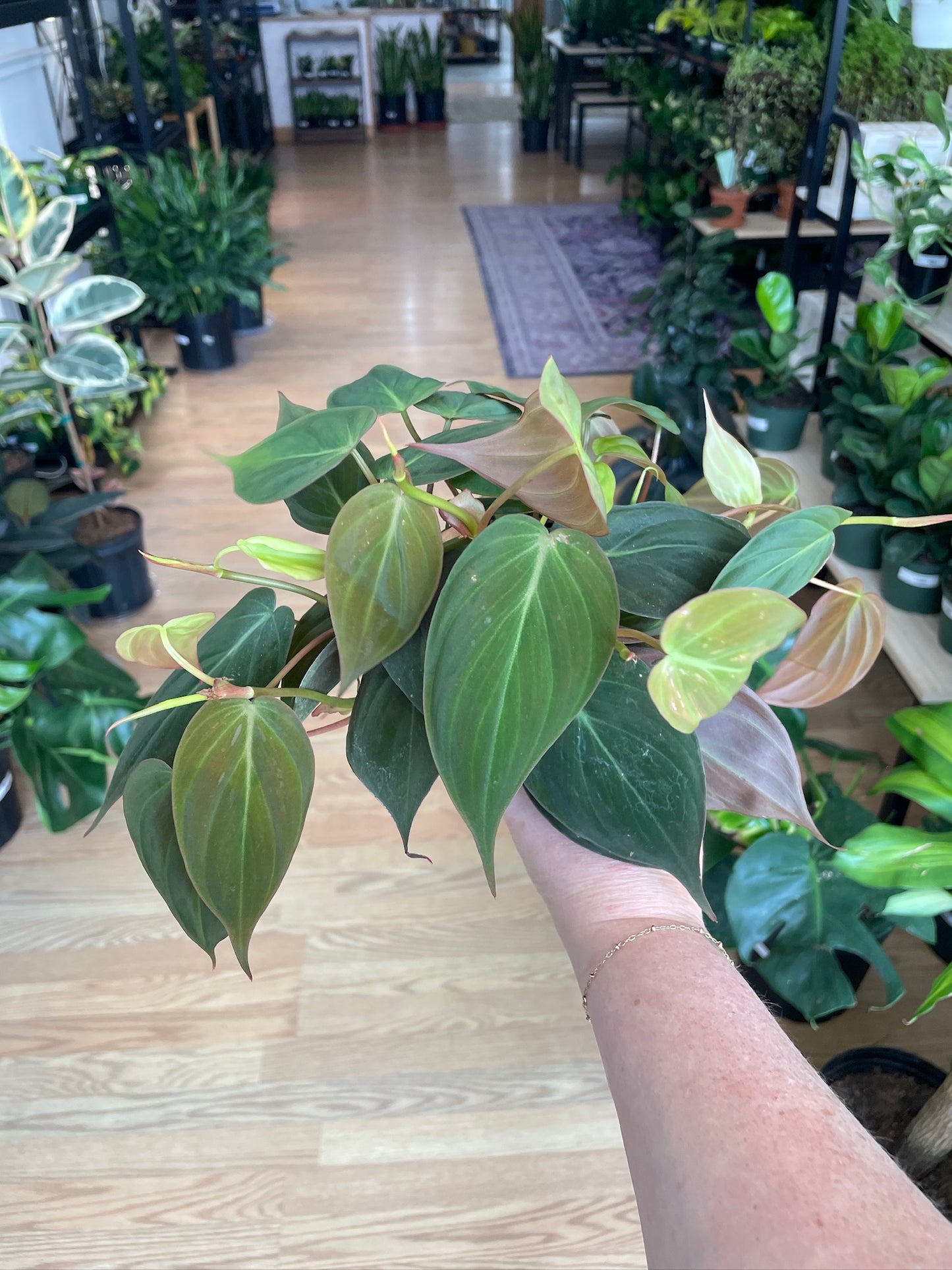 Philodendron 'Micans'