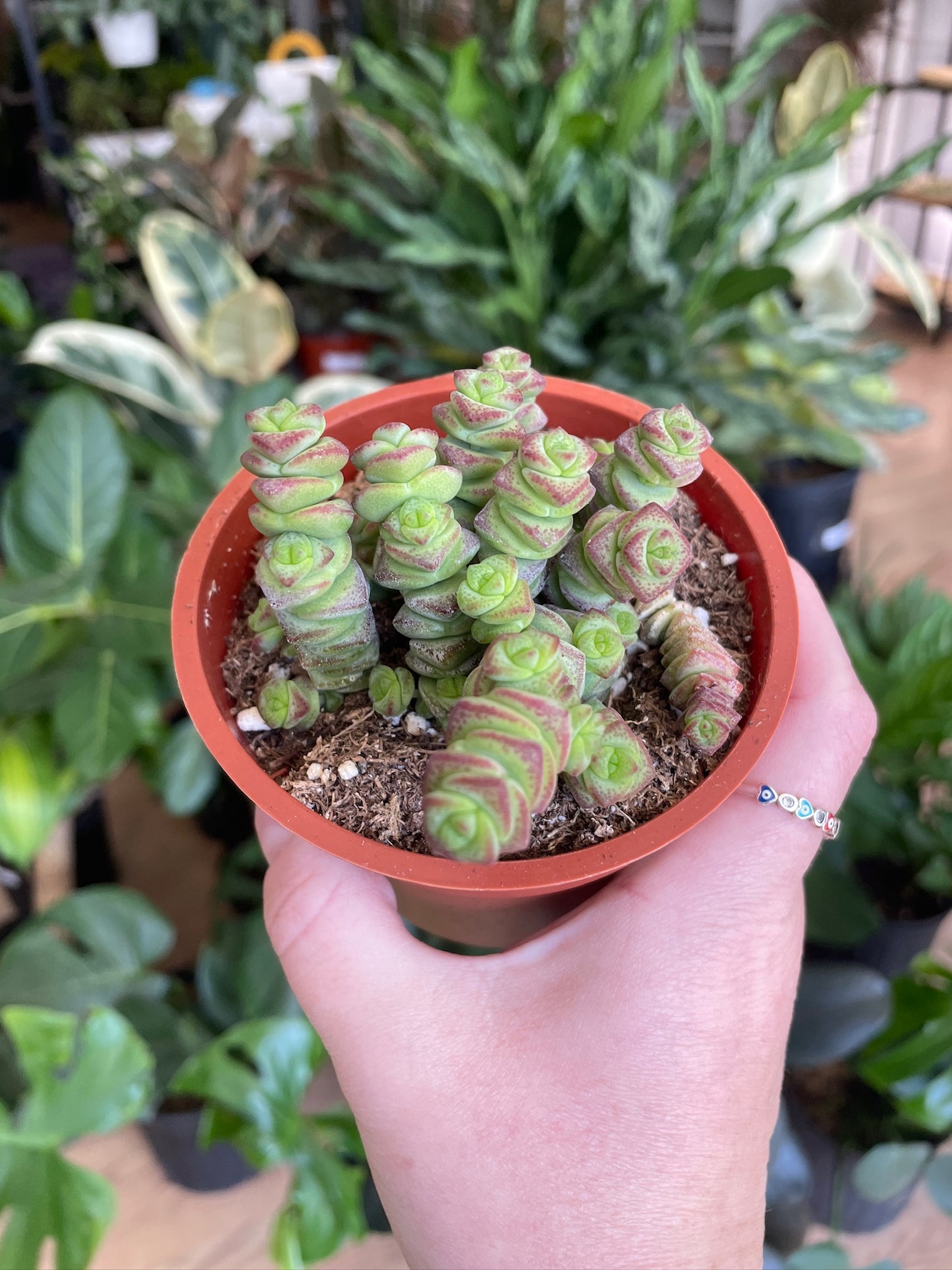 Crassula 'Baby's Necklace’