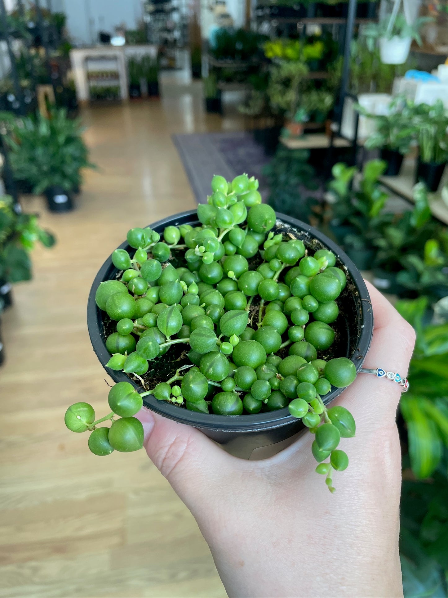 Senecio rowleyanus 'String of Pearls'