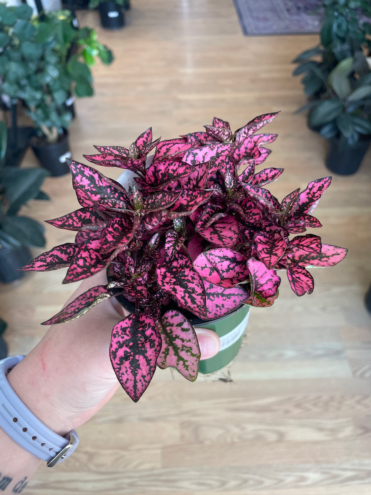 Hypoestes Phyllostachya 'Polka Dot Plant'