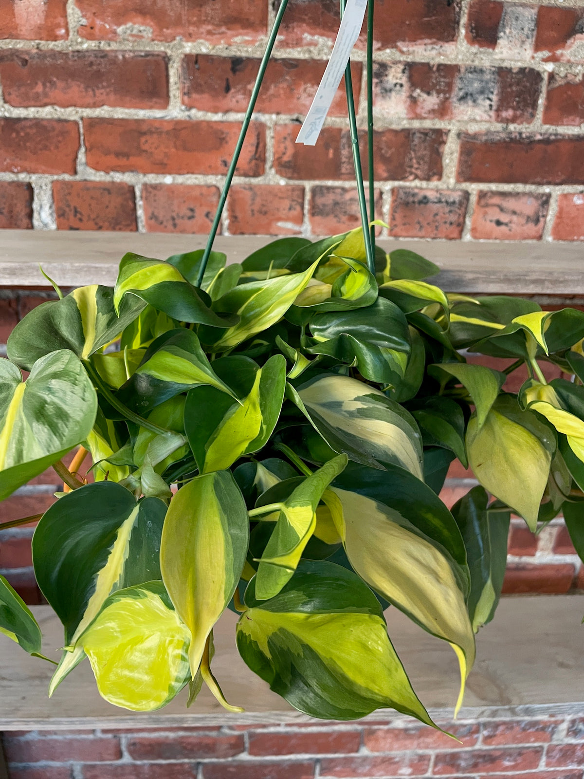 Philodendron 'Brasil'