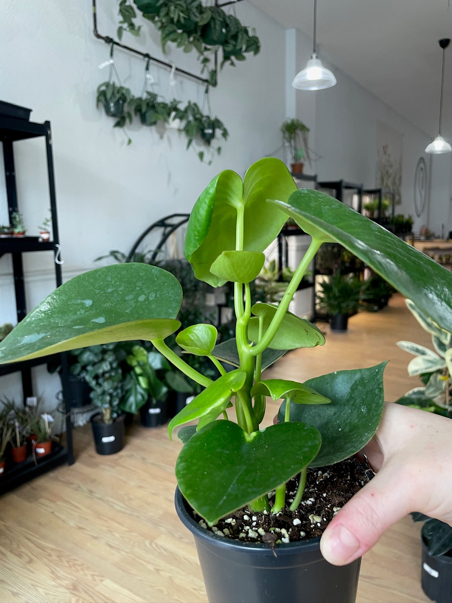 Peperomia ‘Raindrop’ - 4.5" Pot