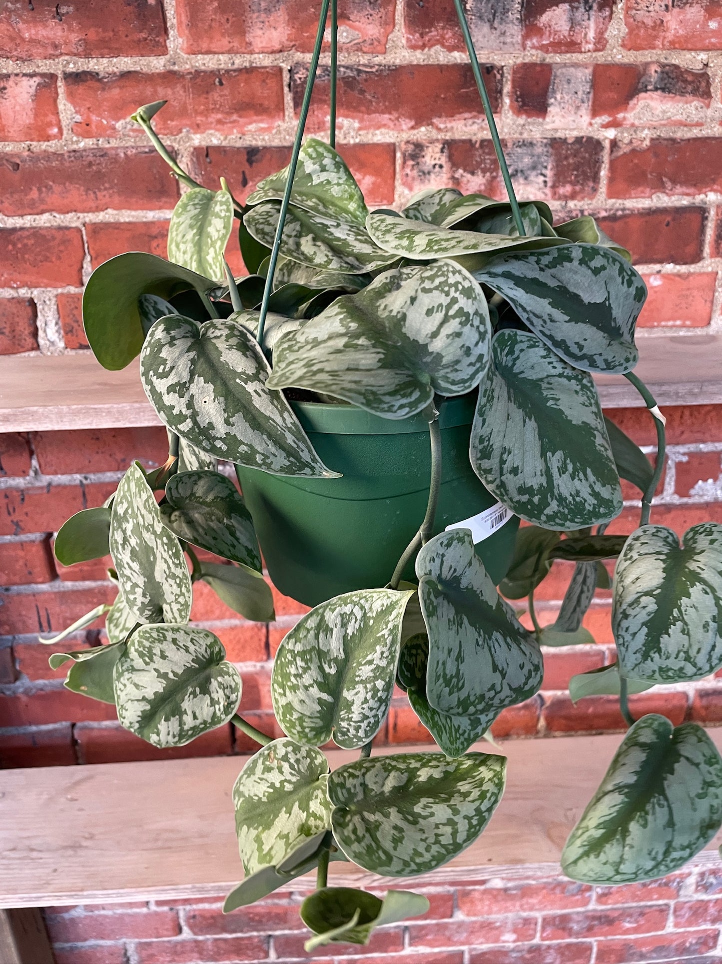 Scindapsus pictus ‘Exotica’