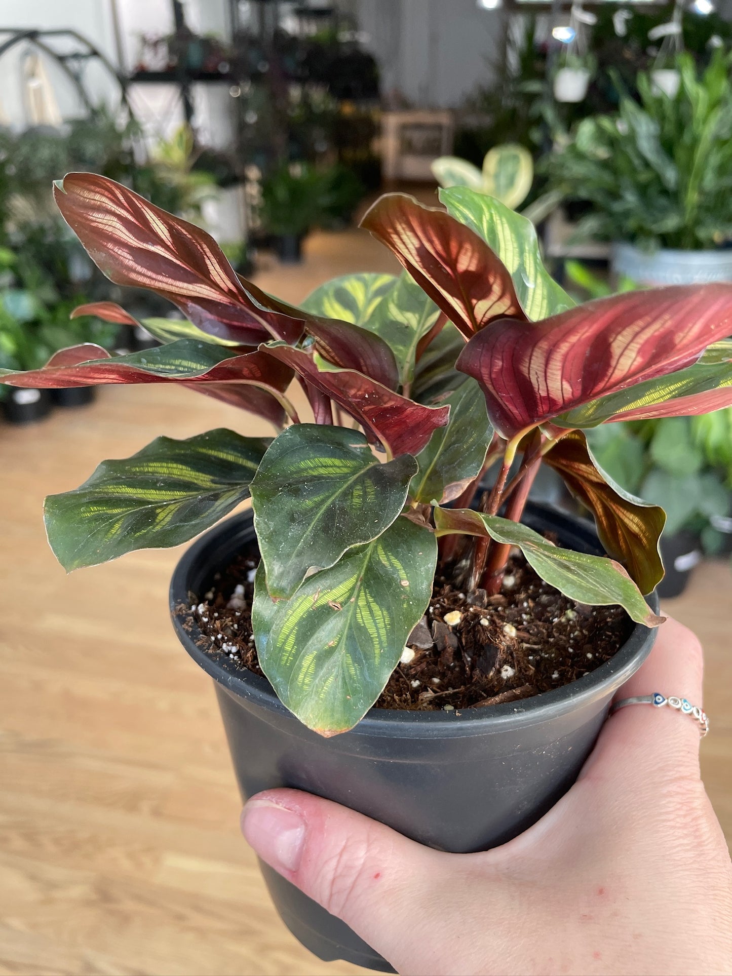 Calathea 'Peacock Plant'