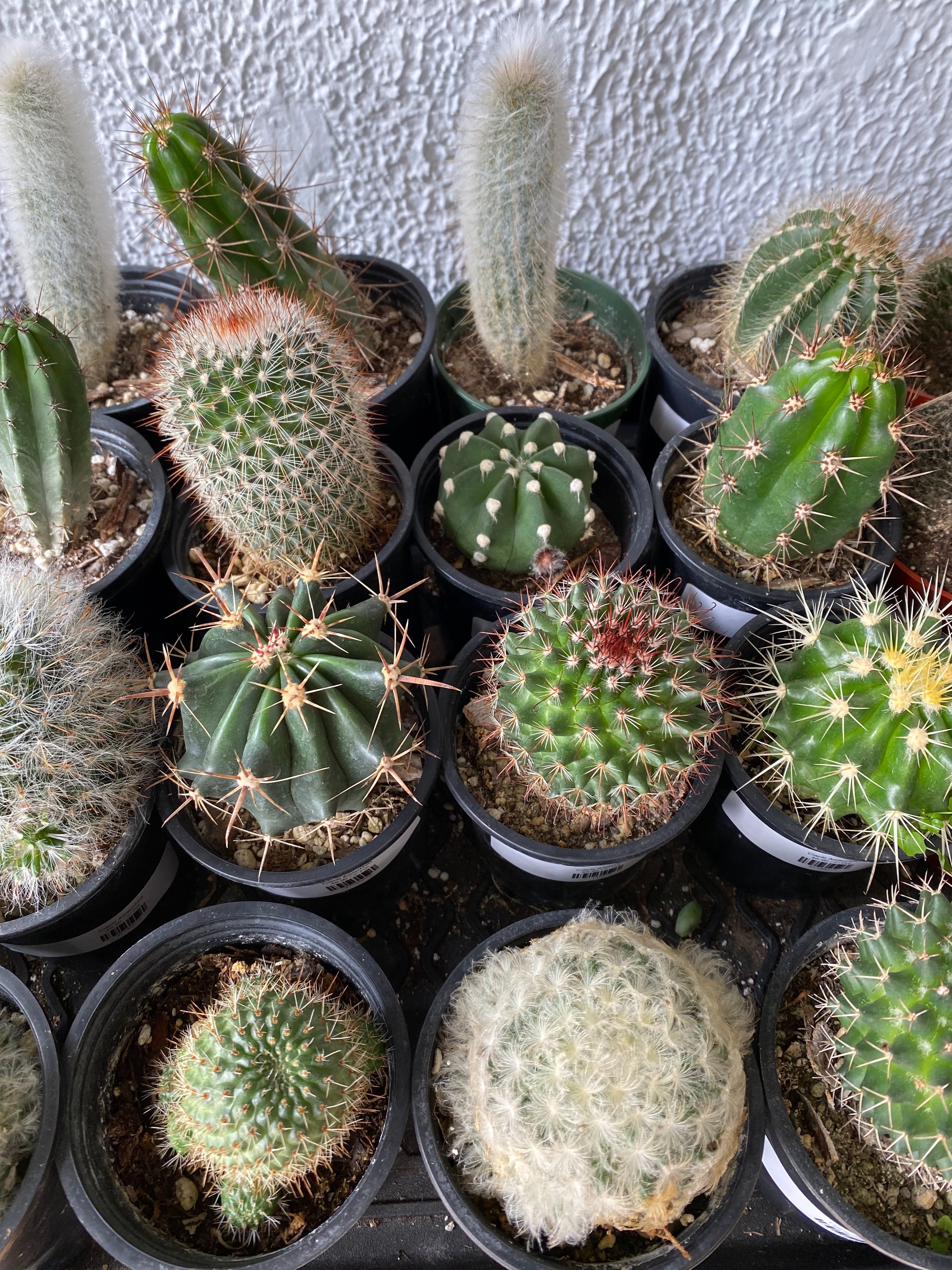 Cacti 'Assorted Varieties' – Snakeroot Botanicals
