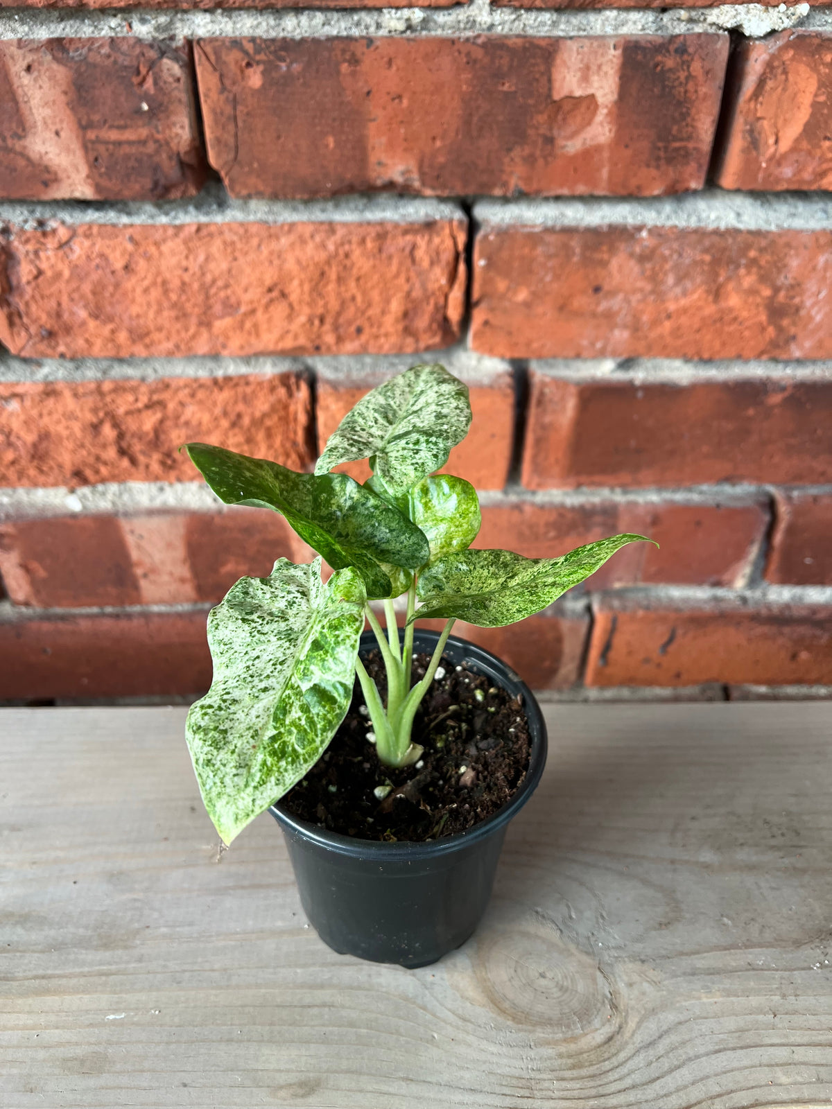 Alocasia 'Blizzard' - 4" Pot