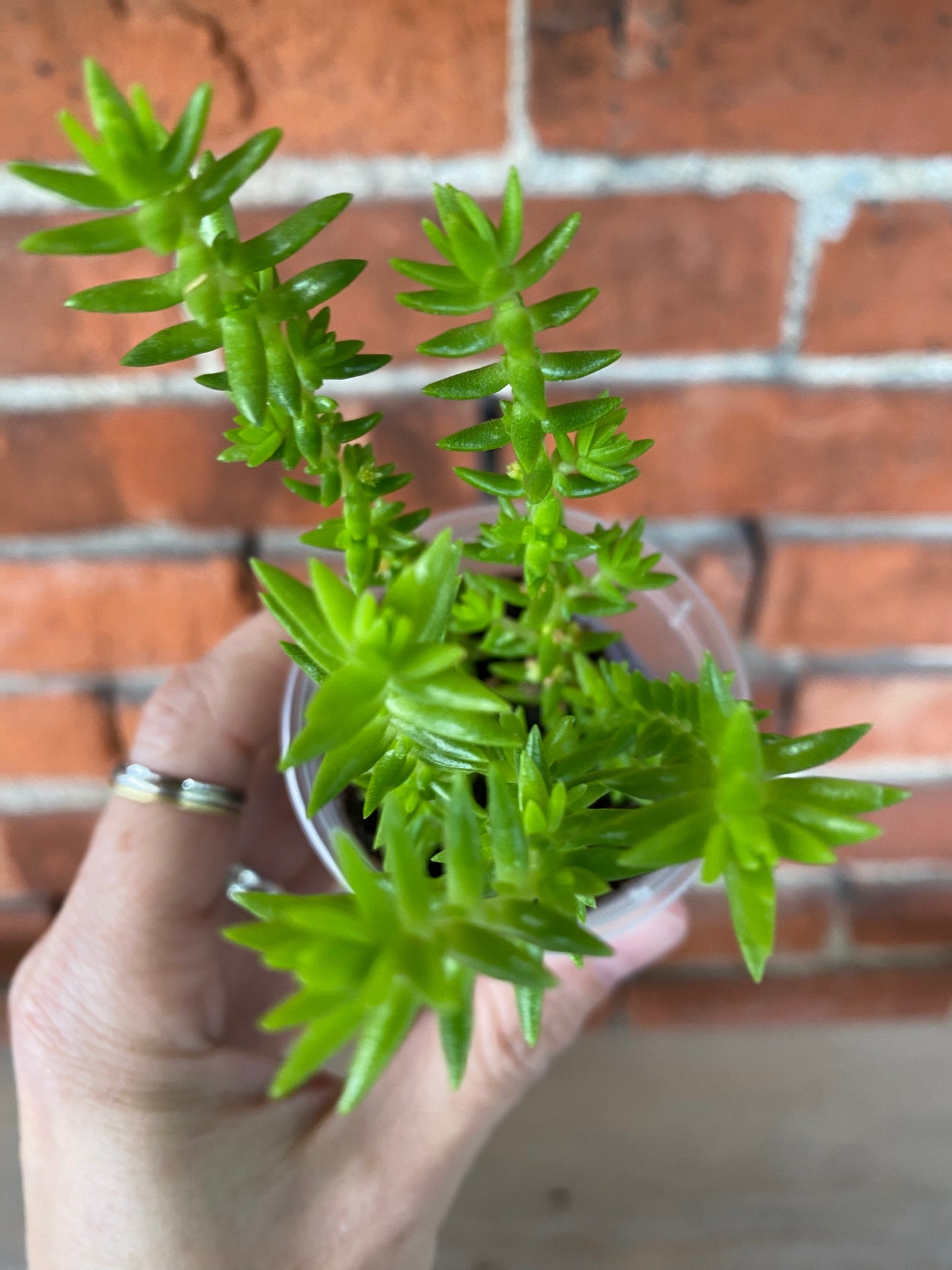 Crassula 'Watch Chain' - 2.5" Pot