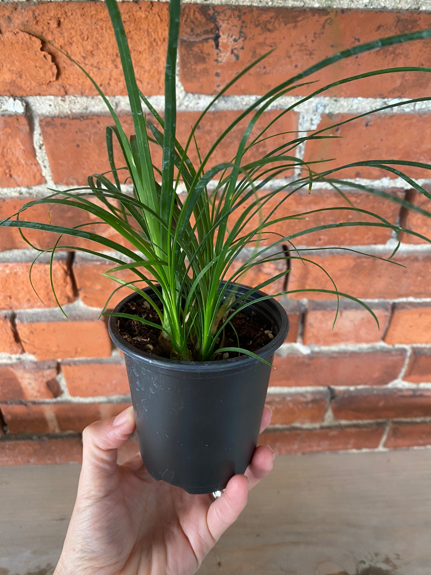 Beaucarnea recurvata 'Ponytail Palm'