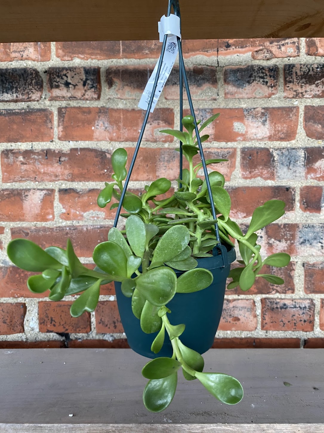 Senecio jacobsenii 'Trailing Jade'