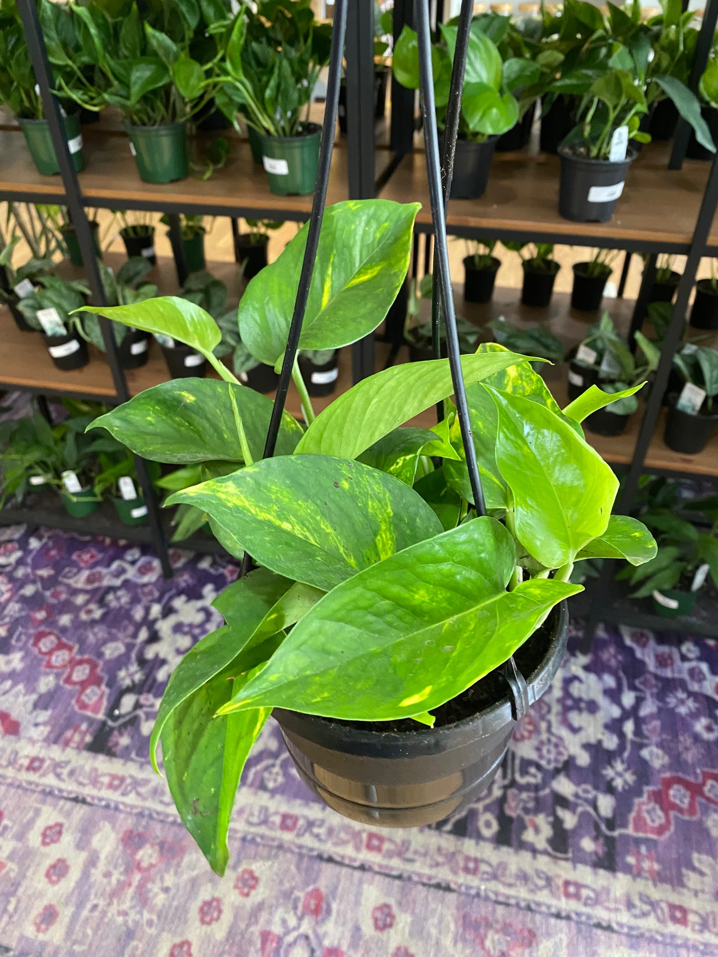 Epipremnum aureum 'Golden Pothos'