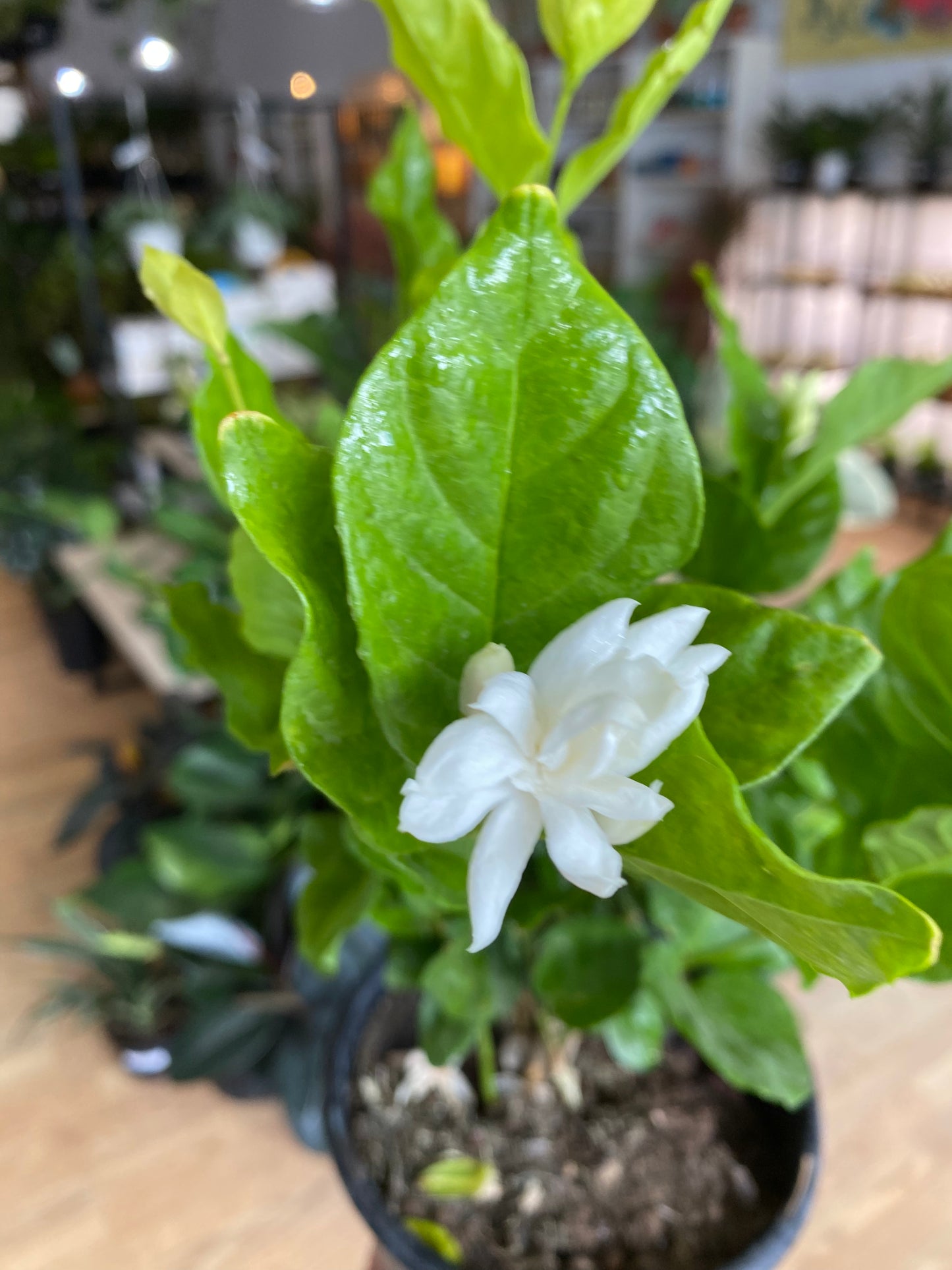 Jasminum sambac 'Arabian Jasmine' - 6" Pot