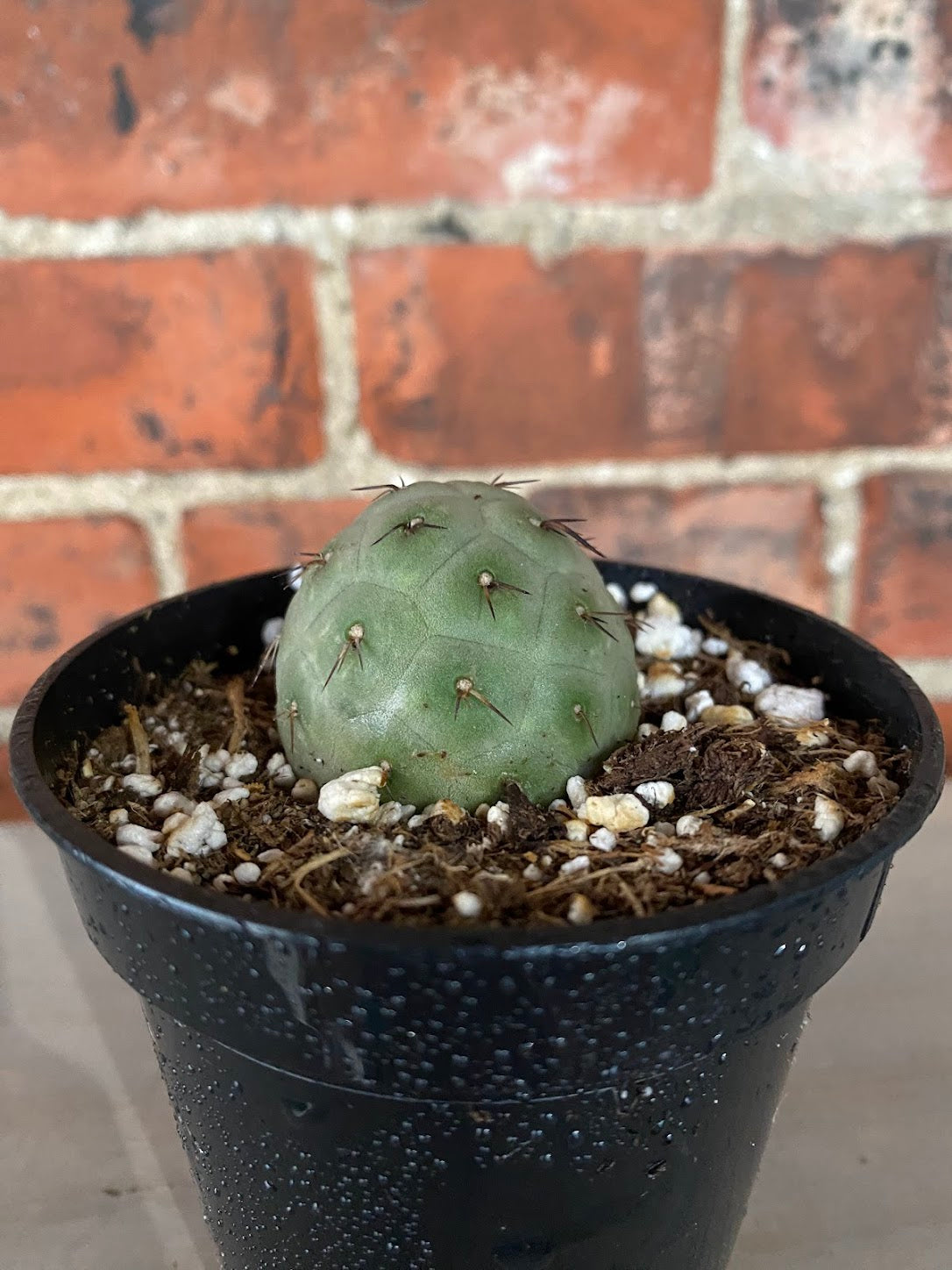 cactus geometricus Tephrocactus geometricus 'Snowman Cactus'