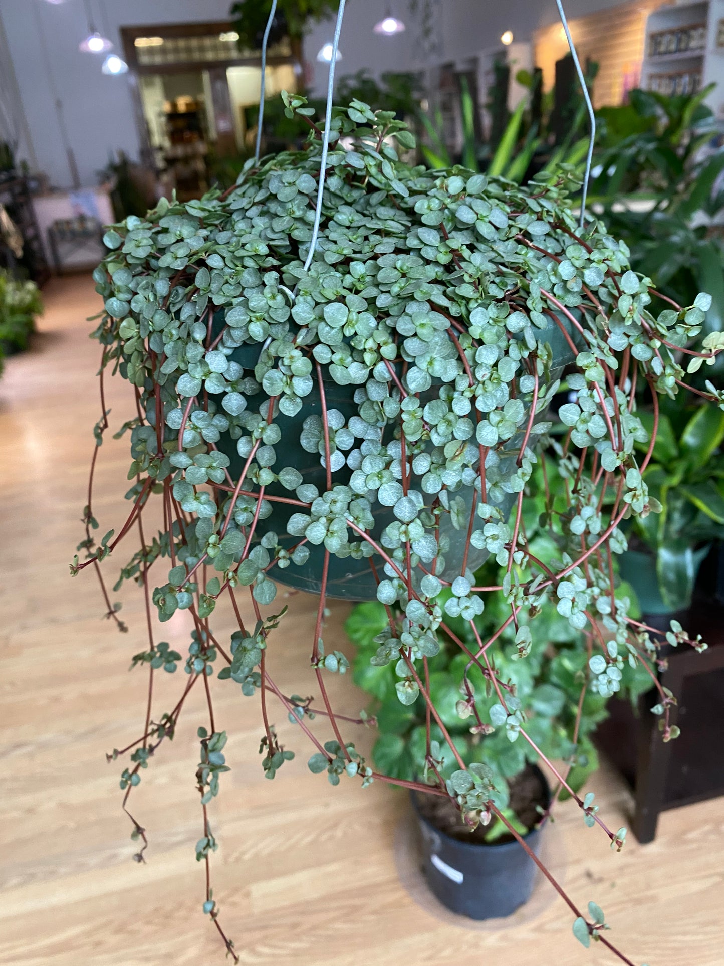 Pilea glauca ‘Blue Baby Tears’ - 6" Hanging Basket