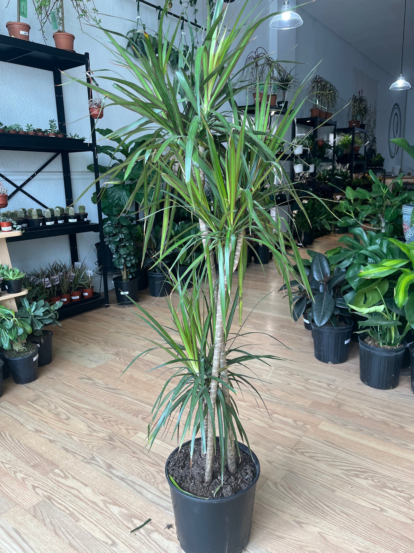 Dracaena marginata 'Green'