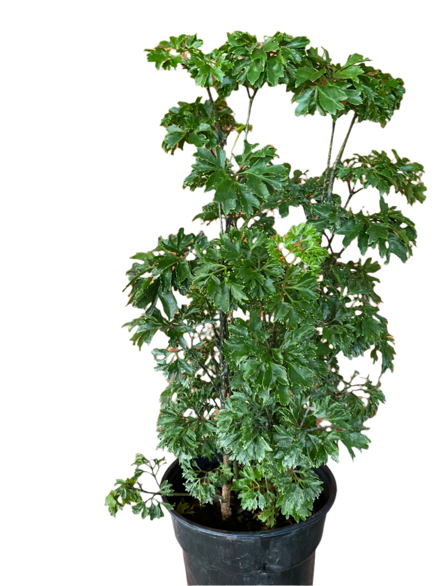 Polyscias 'Aralia Ming Parsley Plant’