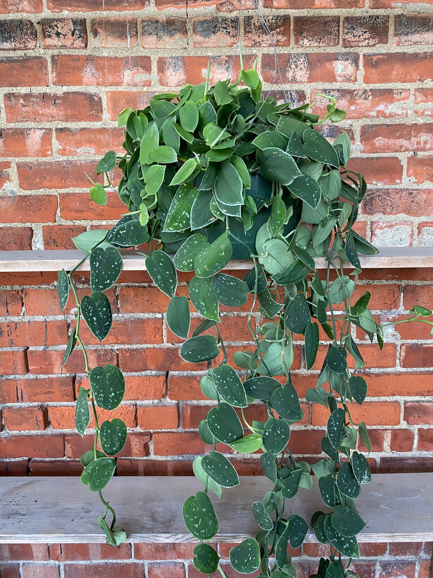 Scindapsus ‘Satin Pothos’