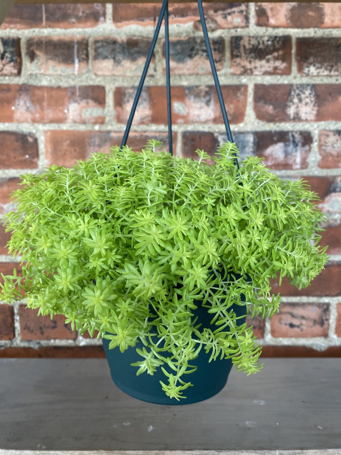 Sedum Acre ‘Tokyo Sun’