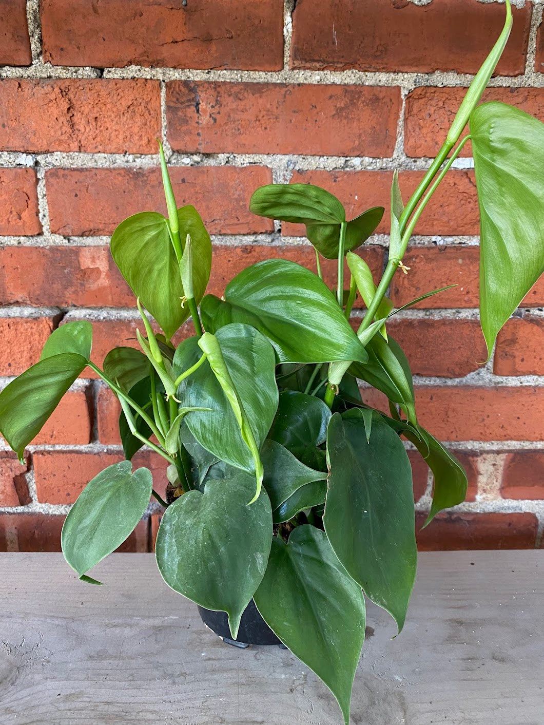 Philodendron Cordatum 'Heartleaf' 4" Pot / Nursery Pot