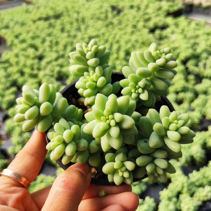 Sedum 'Burrito's Tail'