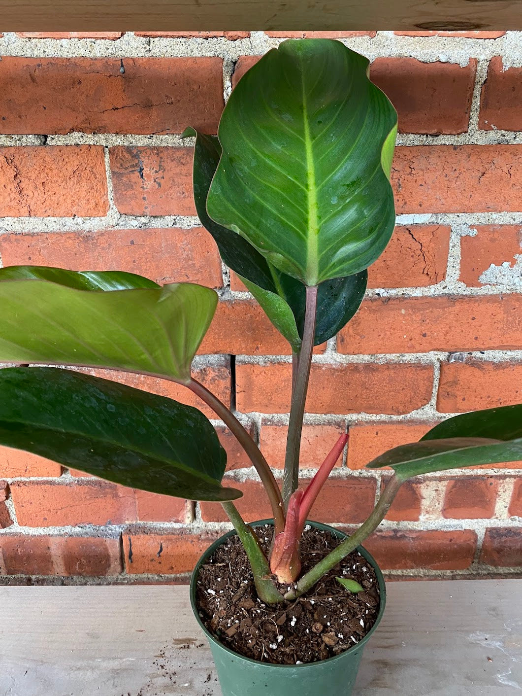 philodendron congo cats Philodendron 'Red Congo' – Snakeroot Botanicals