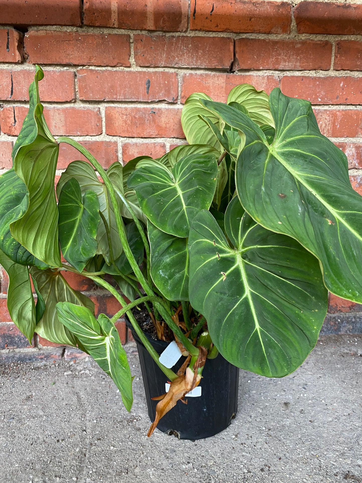 Philodendron gloriosum