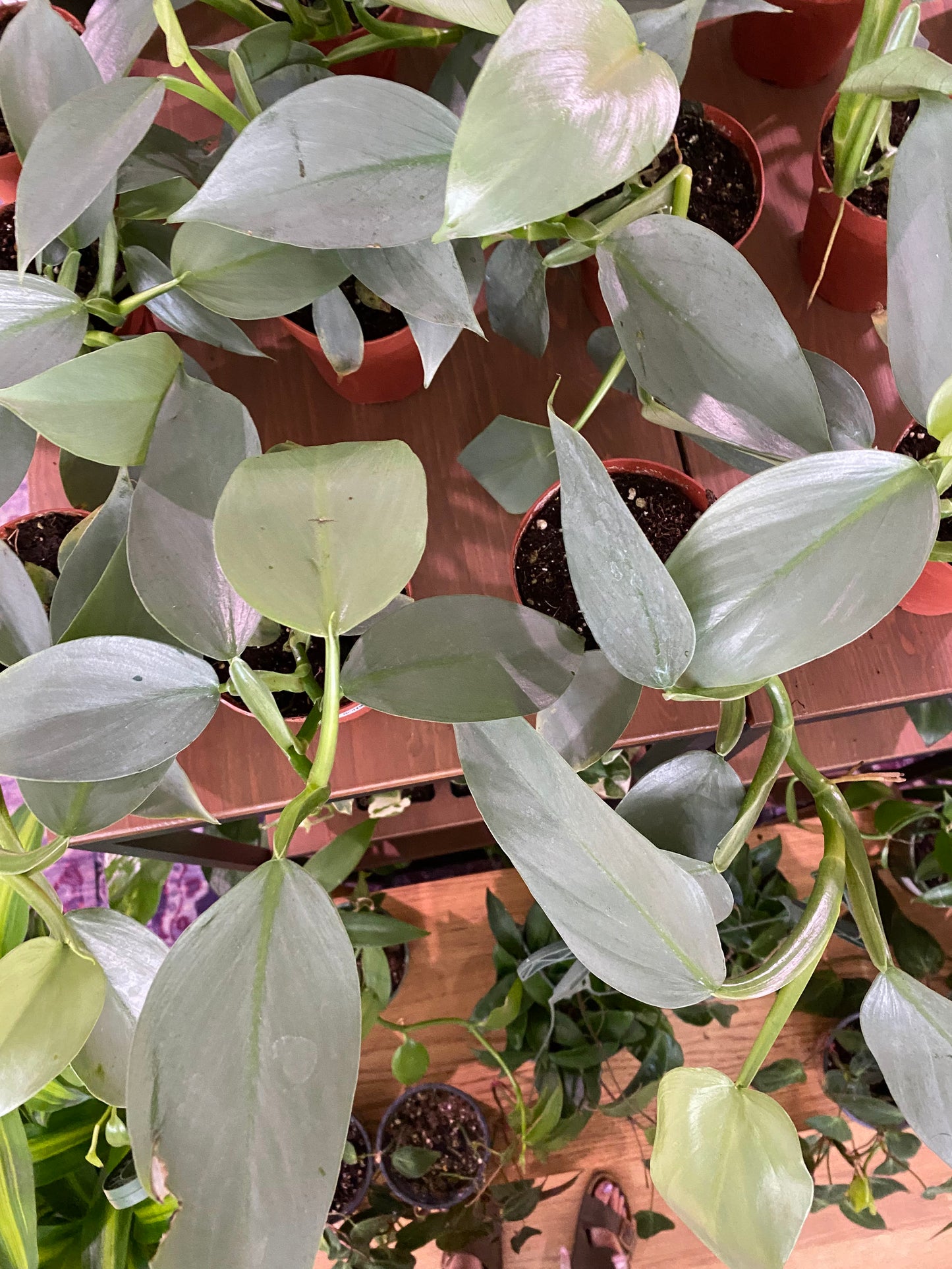 Philodendron hastatum ‘Silver Sword’