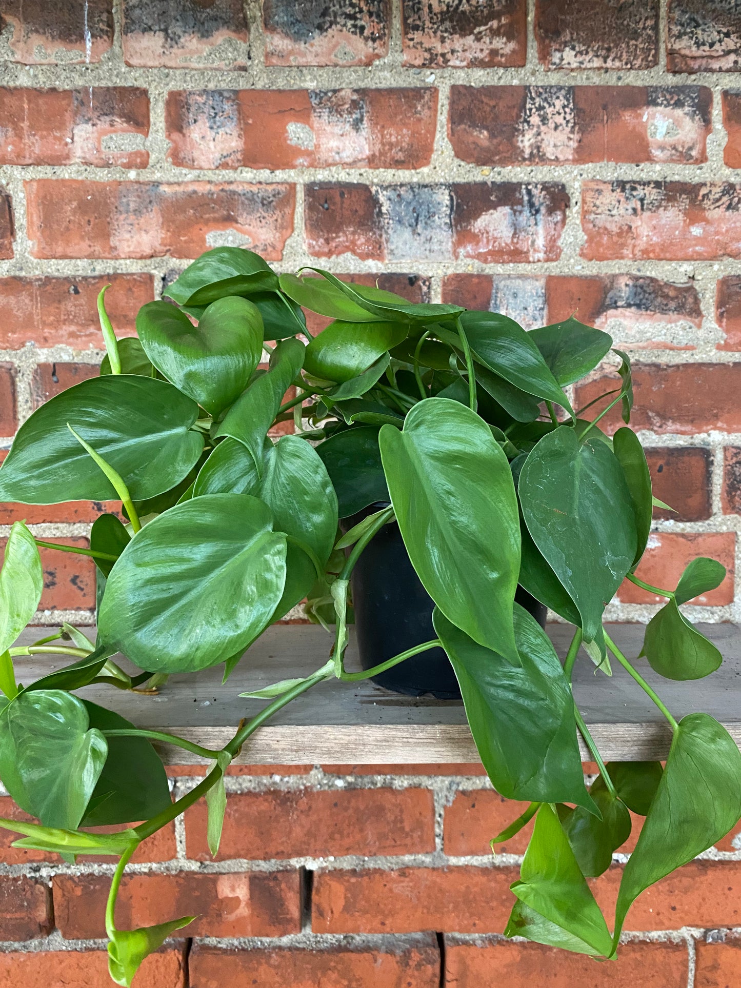 Philodendron cordatum 'Heart Leaf'