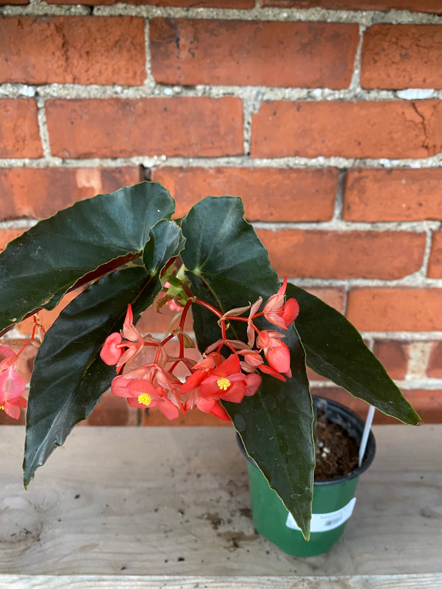 Begonia coccinea 'Torch'