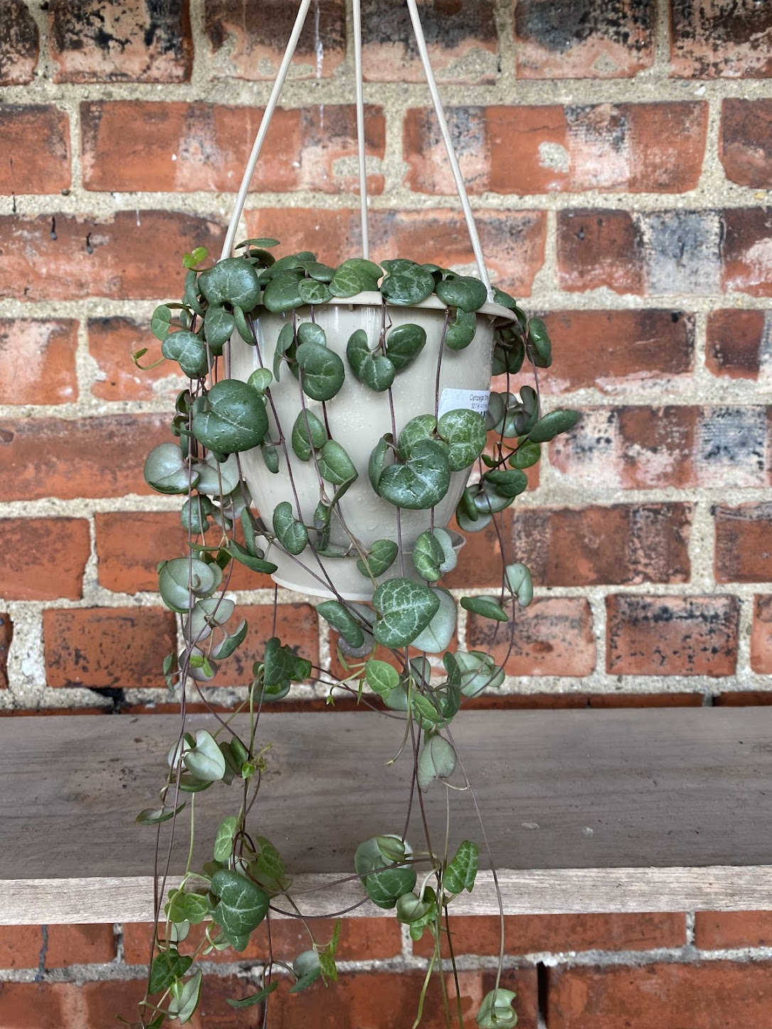 string of hearts a succulent String of Hearts