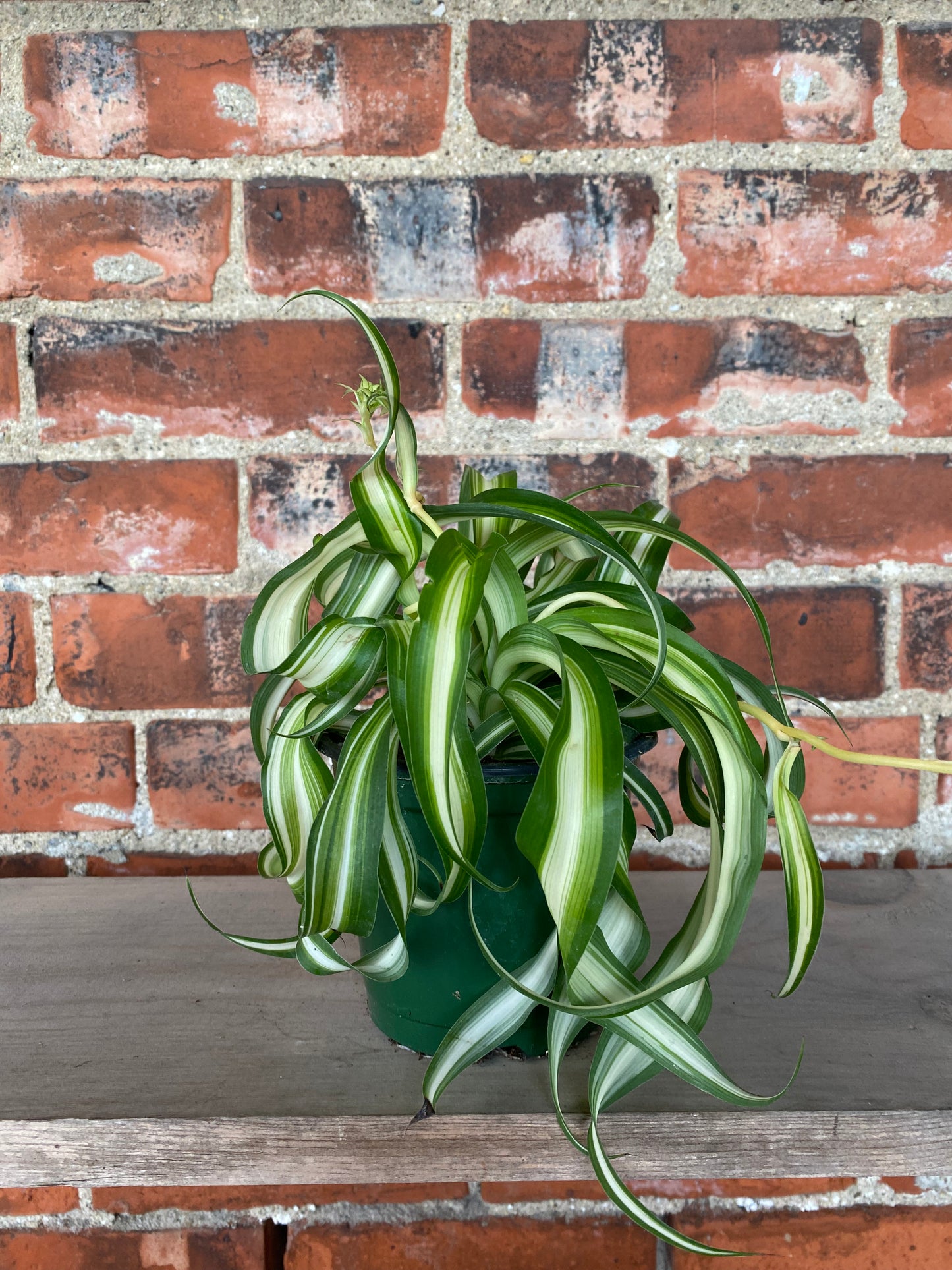 Chlorophytum comosum ‘Variegated Bonnie Spider Plant’