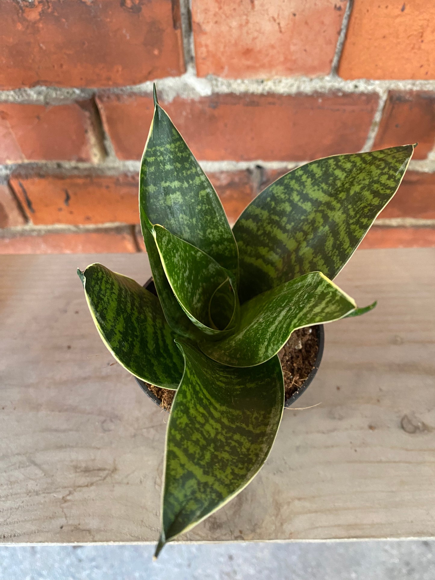 Sansevieria 'Star Power Green'