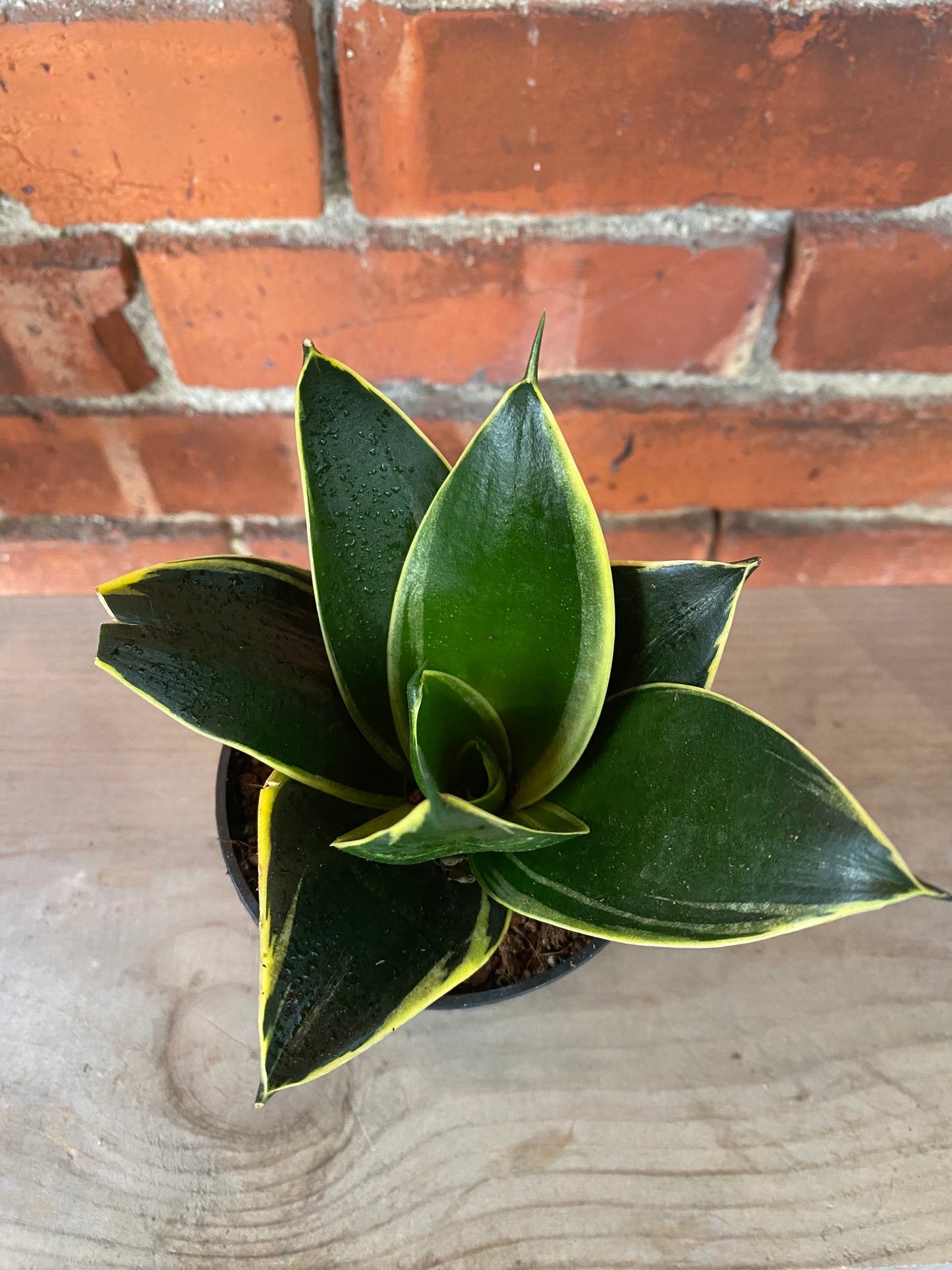 Sansevieria 'Star power Black'