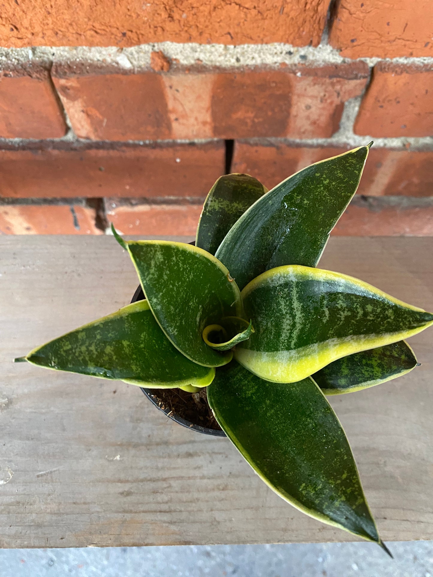 Sansevieria 'Star Power Ocean'
