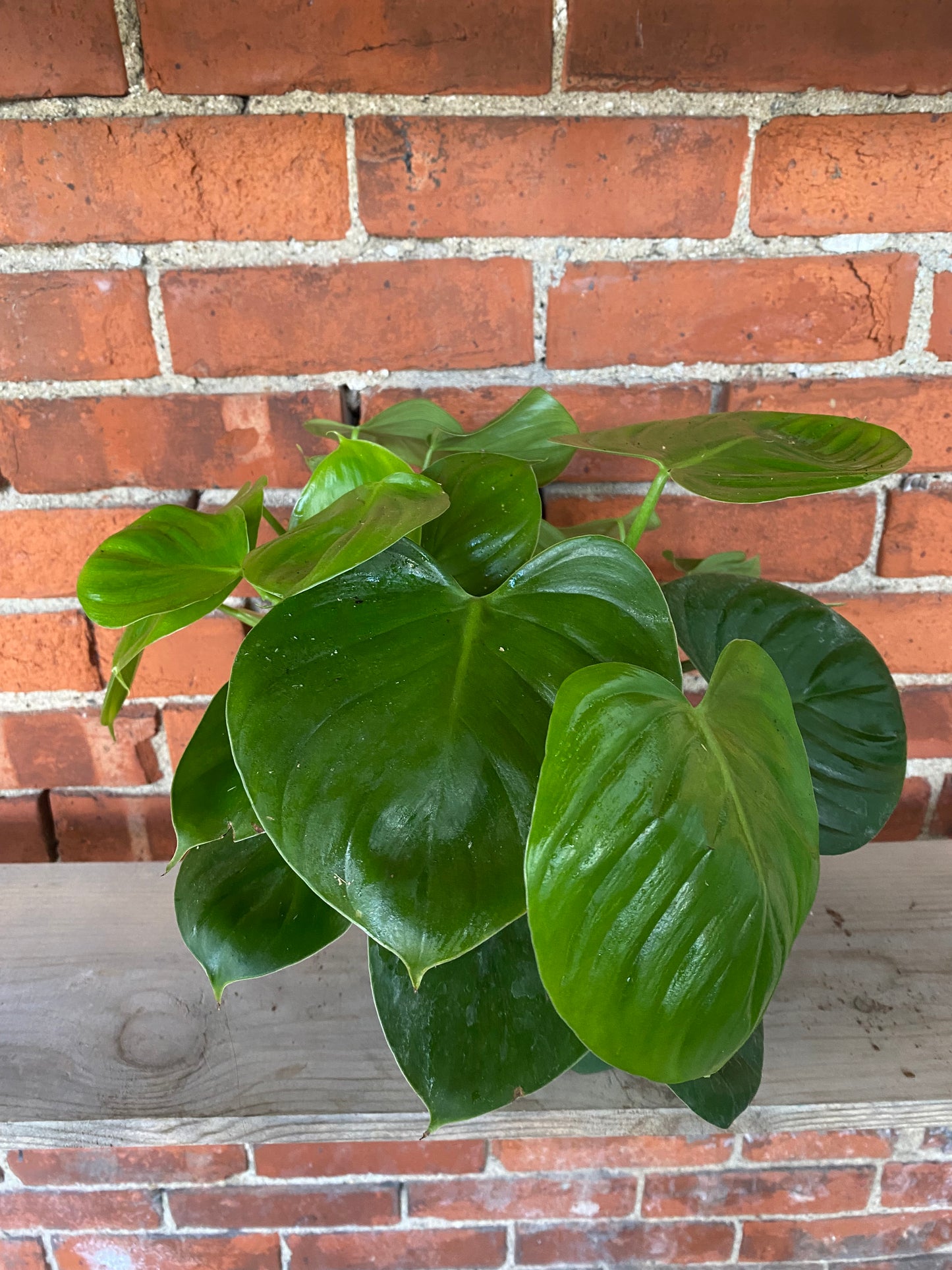 Philodendron pittierii